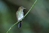 Many-spotted Hummingbirdborder=